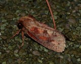 Eastern Grass-tubeworm Moth - <i>Acrolophus plumifrontella</i>