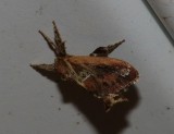 Purple-crested Slug Moth - <i>Adoneta spinuloides</i>