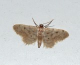 Fortunate Idaea - <i>Idaea bonifata</i>