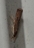 Bluegrass Webworm Moth - <i>Parapediasia teterrella</i>