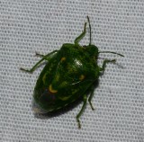 Juniper Stink Bug - <i>Banasa euchlora</i>