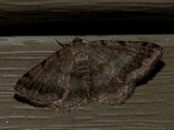 Faint-spotted Angle - <i>Digrammia ocellinata</i>