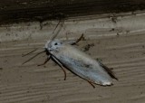 Yucca Moth - <i>Prodoxus</i>