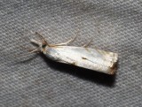 Gold-stripe Grass Veneer - <i>Microcrambus biguttellus</i>