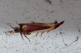 Carmine Snout Moth - <i>Peoria approximella</i>