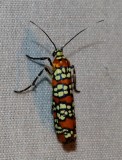 Ermine Moths and other Micros - Yponomeutoidea