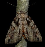 Bride Underwing - <i>Catocala neogama</i>