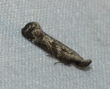 Twirler Moth - <i>Dichomeris</i>