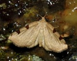 Three-spotted Fillip - <i>Heterophleps triguttaria</i>