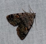 American Idia - <i>Idia americalis</i>