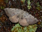 Moon-lined Moth - <i>Spiloloma lunilinea</i>