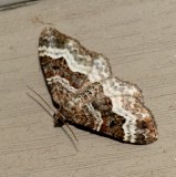 White-banded Toothed Carpet - <i>Epirrhoe alternata</i>