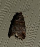 Orange-tufted Oneida - <i>Oneida lunulalis</i>