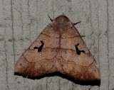 Brown Panopoda - <i>Panopoda carneicosta</i>