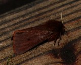 Ruby Tiger Moth - <i>Phragmatobia fuliginosa</i>