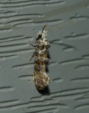 Speckled Xylesthia - <i>Xylesthia pruniramiella</i>
