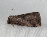 White-lined Graylet - <i>Hyperstrotia villificans</i>