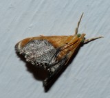 Sooty-winged Chalcoela - <i>Chalcoela iphitalis</i>