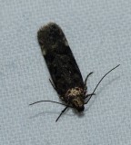 Moth