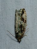 Moth