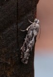 Moth - <i>Gretchena watchungana</i>?