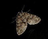 Mottled Gray Carpet - <i>Cladara limitaria</i>