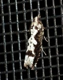 Filigreed Chimoptesis - <i>Chimoptesis pennsylvaniana</i>
