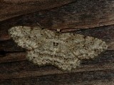 Small Engrailed - <i>Ectropis crepuscularia</i>
