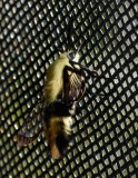 Snowberry Clearwing - <i>Hemaris diffinis</i>