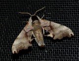 Twin-spotted Sphinx - <i>Smerinthus jamaicensis</i>