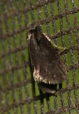Bagworm Moth - <i>Psyche casta</i>
