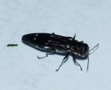 Metallic Wood-boring Beetle - <i>Agrilus obsoletoguttatus</i>