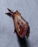 Spiny Oak-slug Moth - <i>Euclea delphinii</i>