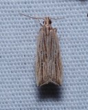 Lanceolate Moth - <i>Helcystogramma hystricella</i>