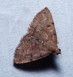 Litter Moth - <i>Zanclognatha dentata</i>