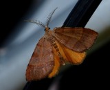 Orange Wing - <i>Mellilla xanthometata</i>