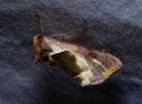 Hologram Moth - <i>Diachrysia balluca</i>