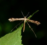 Plume Moth - <i>Stenoptilodes taprobanes</i>
