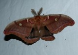 Polyphemus Moth - <i>Antheraea polyphemus</i>