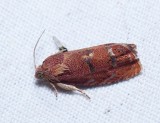 Filbertworm Moth - <i>Cydia latiferreana</i>