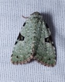 Green Leuconycta - <i>Leuconycta diphteroides</i>