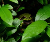 Pine Barrens Treefrog - <i>Hyla andersonii</i>