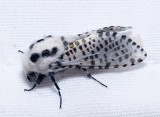Leopard Moth - <i>Zeuzera pyrina</i>