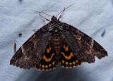 Locust Underwing - <i>Euparthenos nubilis</i>