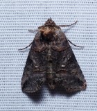 Spectacled Nettle Moth - <i>Abrostola urentis</i>
