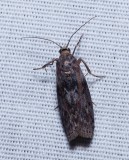 Locust Leafroller Moth - <i>Sciota subcaesiella</i>