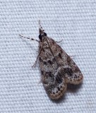 Many-spotted Scoparia - <i>Scoparia basalis</i>