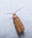 Moth - <i>Gerdana caritella</i>