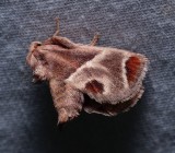 Shagreened Slug Moth - <i>Apoda biguttata</i>