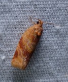 Pine Tube Moth - <i>Argyrotaenia pinatubana</i>
